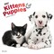Plato; Kittens & Puppies | 2027 12 x 24 Inch (Hanging) Monthly Square Wall Calendar | Foil Stamped Cover; Category:Wall Calendars; Image:2
